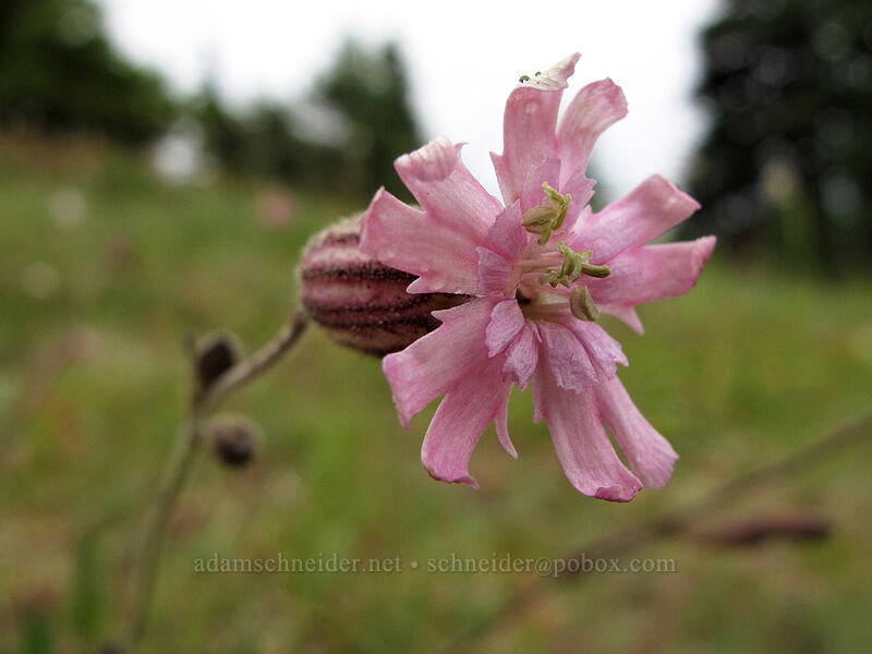 Parry's catchfly (Silene parryi) [Hurricane Hill Trail, Olympic National Park, Clallam County, Washington]