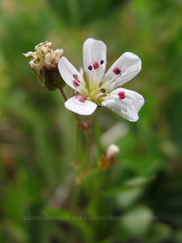 mountain sandwort (Eremogone capillaris (Arenaria capillaris)) [Hurricane Hill Trail, Olympic National Park, Clallam County, Washington]