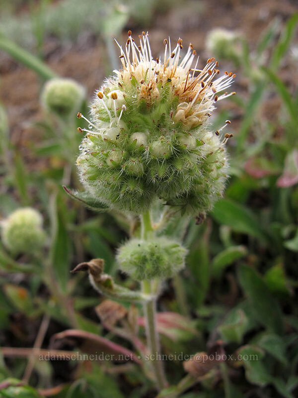 narrow-sepal phacelia (Phacelia hastata var. leptosepala (Phacelia leptosepala)) [Hurricane Hill Trail, Olympic National Park, Clallam County, Washington]