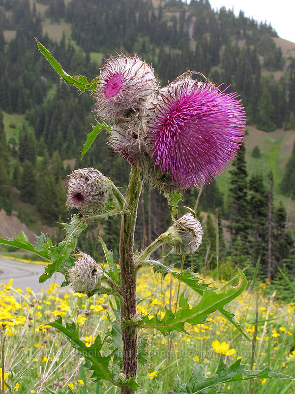 edible thistle (Cirsium edule) [Hurricane Ridge Road, Olympic National Park, Clallam County, Washington]