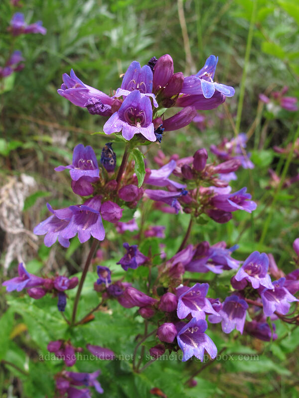 Cascade penstemon (Penstemon serrulatus) [Hurricane Ridge Road, Olympic National Park, Clallam County, Washington]