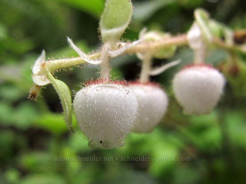 salal (Gaultheria shallon) [Barnes Creek Trail, Olympic National Park, Clallam County, Washington]