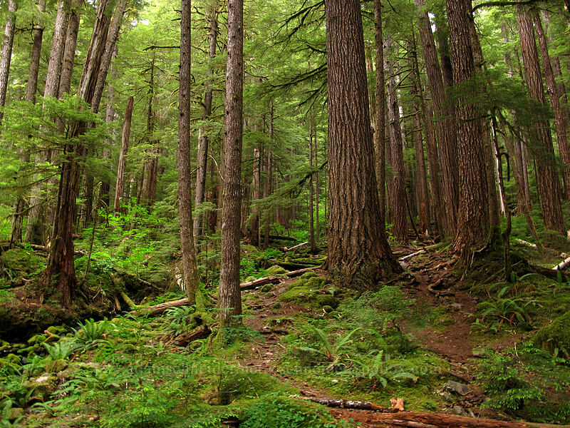 old-growth forest [Sol Duc Trail, Olympic National Park, Clallam County, Washington]