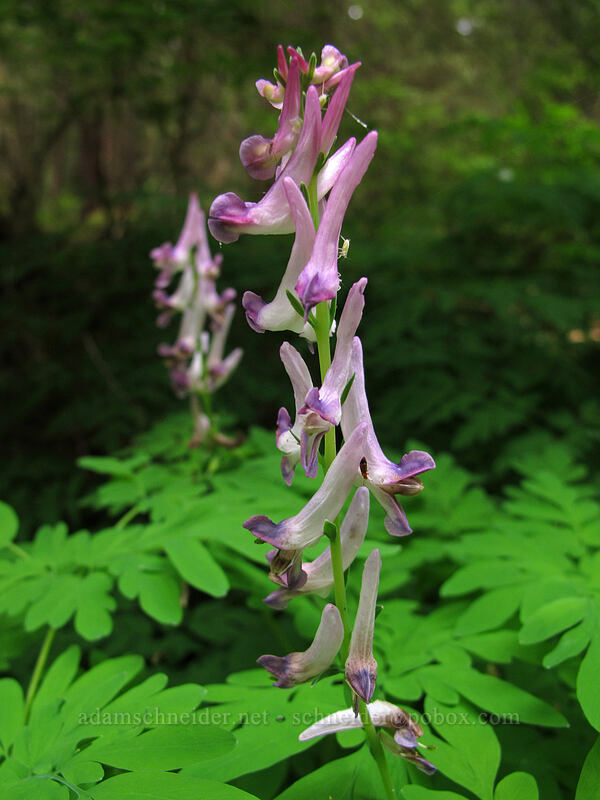 Scouler's corydalis (Corydalis scouleri) [Sol Duc Trail, Olympic National Park, Clallam County, Washington]