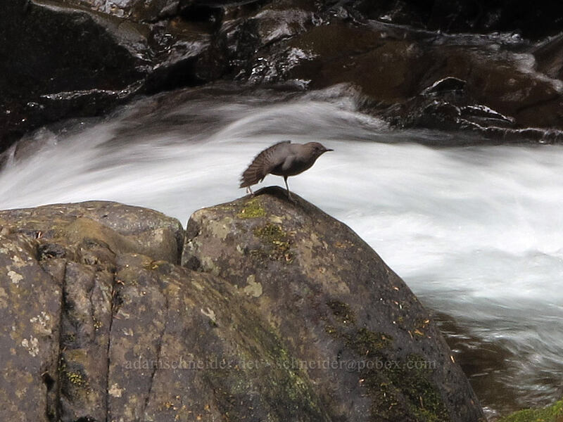 water ouzel (Cinclus mexicanus) [Sol Duc Trail, Olympic National Park, Clallam County, Washington]