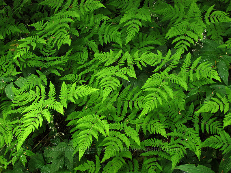 western oak fern (Gymnocarpium disjunctum (Dryopteris disjuncta)) [Sol Duc Trail, Olympic National Park, Clallam County, Washington]