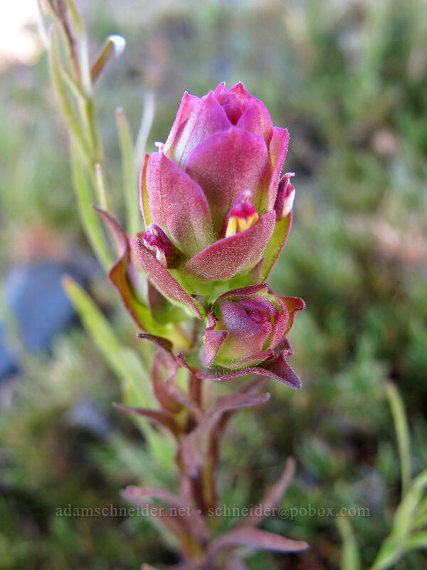 mountain owl-clover (Orthocarpus imbricatus) [Hurricane Ridge, Olympic National Park, Clallam County, Washington]