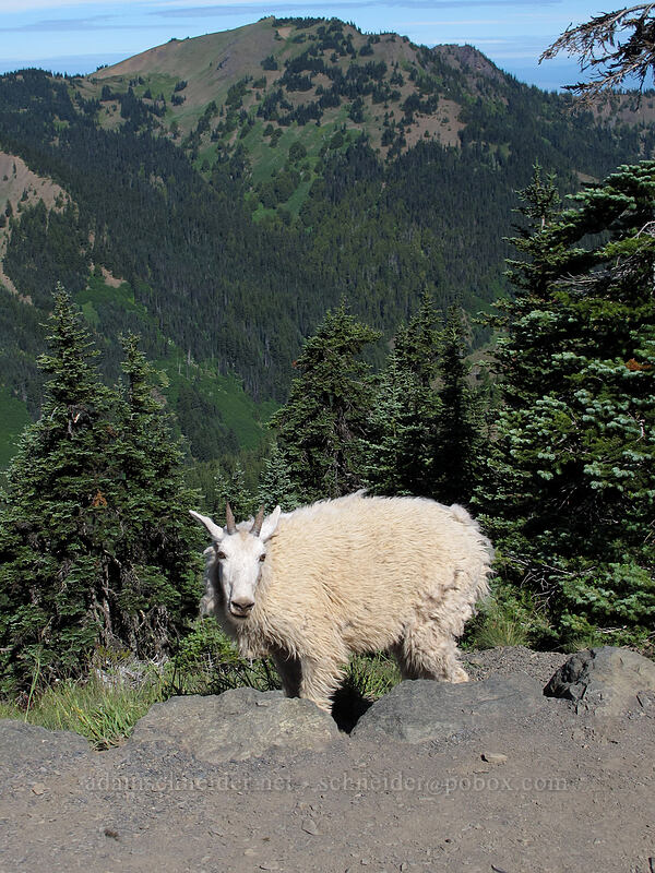 mountain goat (Oreamnos americanus) [Sunrise Point, Olympic National Park, Clallam County, Washington]