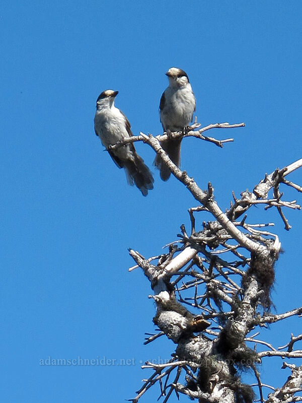 gray jays (Perisoreus canadensis) [Sunrise Point, Olympic National Park, Clallam County, Washington]