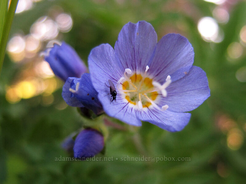 California Jacob's ladder (Polemonium californicum) [Klahhane Ridge Trail, Olympic National Park, Clallam County, Washington]