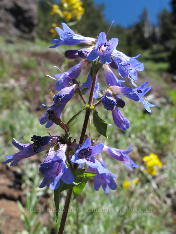 penstemon (Penstemon sp.) [Klahhane Ridge Trail, Olympic National Park, Clallam County, Washington]