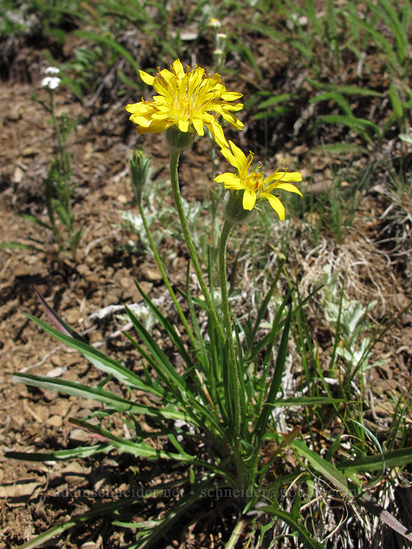agoseris (Agoseris sp.) [Switchback Trail, Olympic National Park, Clallam County, Washington]