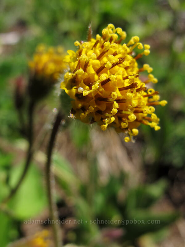 nodding arnica (Arnica parryi) [Switchback Trail, Olympic National Park, Clallam County, Washington]