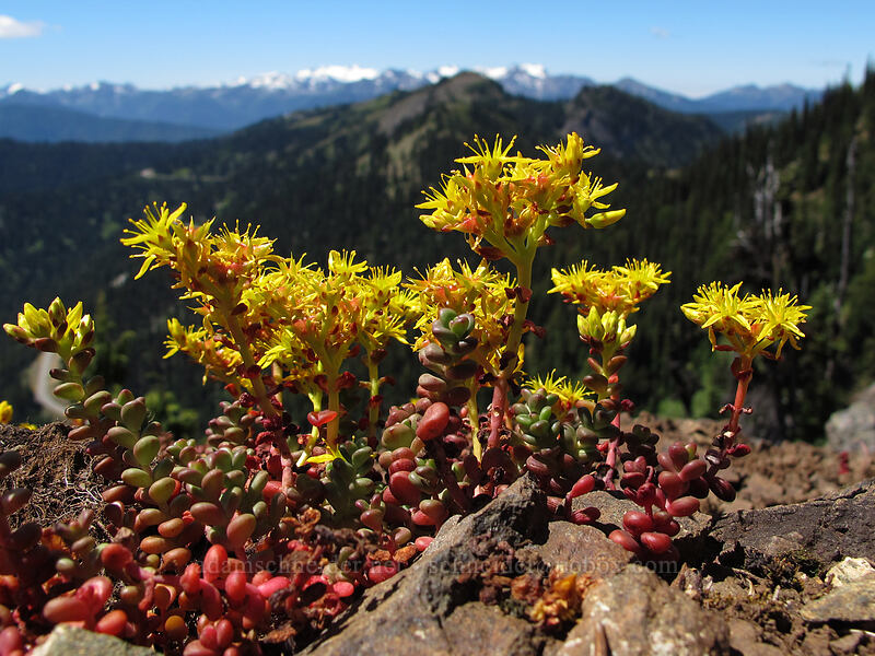 spreading stonecrop (Sedum divergens) [Switchback Trail, Olympic National Park, Clallam County, Washington]