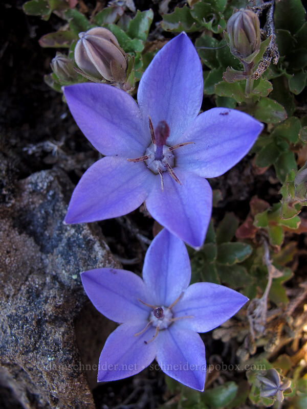 Olympic bellflowers/harebells (Campanula piperi) [Switchback Trail, Olympic National Park, Clallam County, Washington]