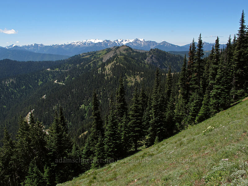 Hurricane Ridge & Mt. Olympus [Switchback Trail, Olympic National Park, Clallam County, Washington]