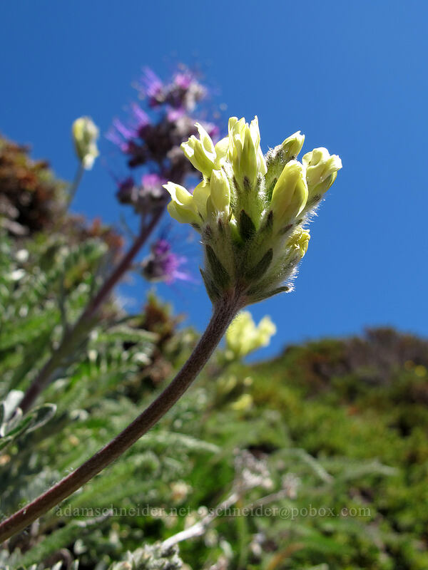 yellow-flower locoweed (Oxytropis campestris var. spicata (Oxytropis monticola)) [Switchback Trail, Olympic National Park, Clallam County, Washington]