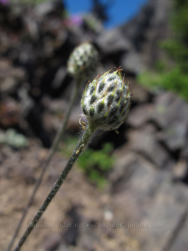 anemone, going to seed (Anemone sp.) [Mount Angeles, Olympic National Park, Clallam County, Washington]