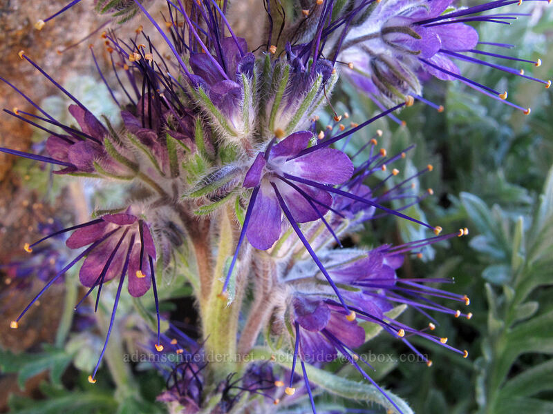 silky phacelia (Phacelia sericea) [Mount Angeles, Olympic National Park, Clallam County, Washington]
