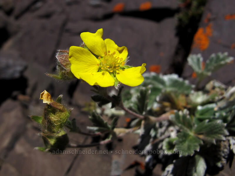hairy cinquefoil (Potentilla villosa) [Mount Angeles, Olympic National Park, Clallam County, Washington]