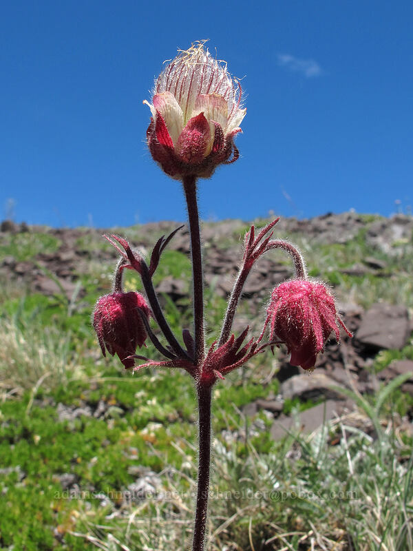 prairie smoke (Geum triflorum) [Lake Angeles Trail, Olympic National Park, Clallam County, Washington]