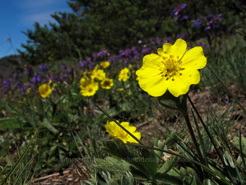 varied-leaf cinquefoil (Potentilla diversifolia (Potentilla glaucophylla)) [Lake Angeles Trail, Olympic National Park, Clallam County, Washington]