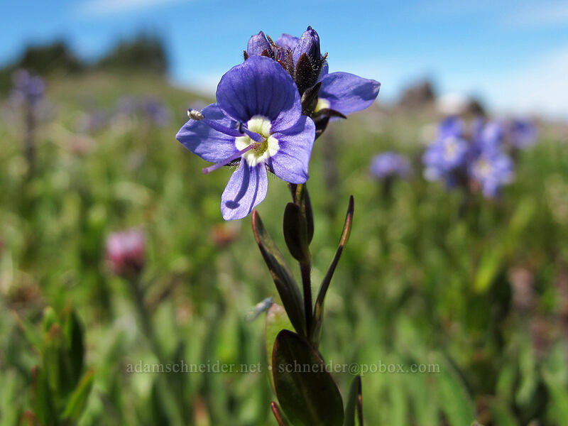Cusick's speedwell (Veronica cusickii) [Lake Angeles Trail, Olympic National Park, Clallam County, Washington]