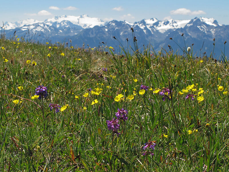 wildflowers & Mt. Olympus (Penstemon procerus, Potentilla diversifolia (Potentilla glaucophylla var. glaucophylla), Bistorta bistortoides (Polygonum bistortoides)) [Lake Angeles Trail, Olympic National Park, Clallam County, Washington]