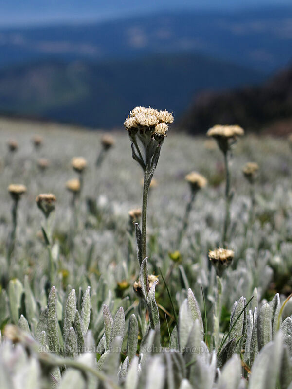 woolly pussy-toes (Antennaria lanata) [Lake Angeles Trail, Olympic National Park, Clallam County, Washington]
