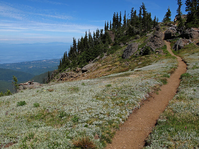 alpine meadow [Lake Angeles Trail, Olympic National Park, Clallam County, Washington]