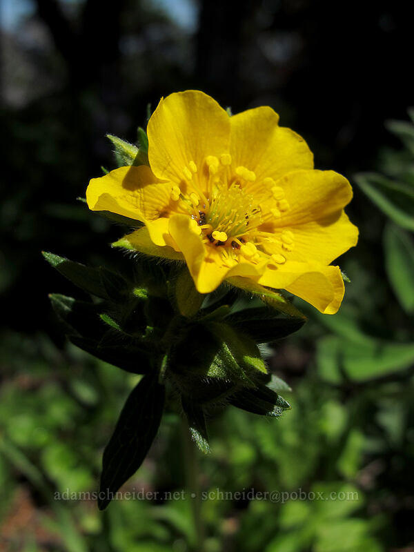 Drummond's cinquefoil (Potentilla drummondii) [Lake Angeles Trail, Olympic National Park, Clallam County, Washington]