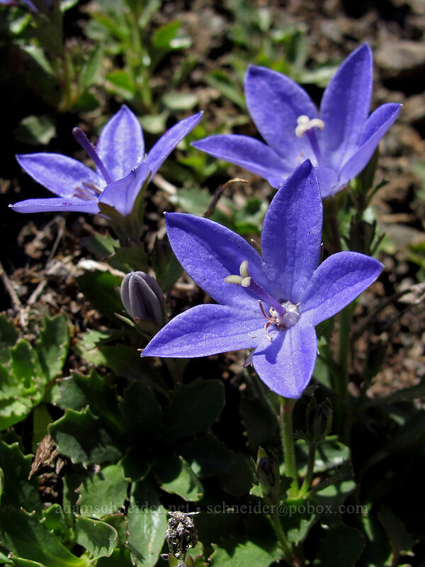 Olympic bellflowers/harebells (Campanula piperi) [Lake Angeles Trail, Olympic National Park, Clallam County, Washington]