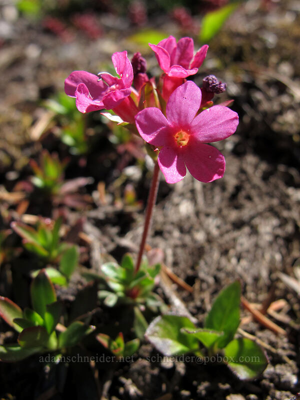 cliff dwarf-primrose (Douglasia laevigata (Androsace laevigata)) [Lake Angeles Trail, Olympic National Park, Clallam County, Washington]