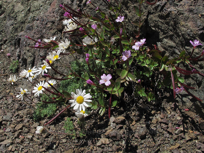 alpine willow-herb & cut-leaf fleabane (Epilobium anagallidifolium, Erigeron compositus) [Lake Angeles Trail, Olympic National Park, Clallam County, Washington]