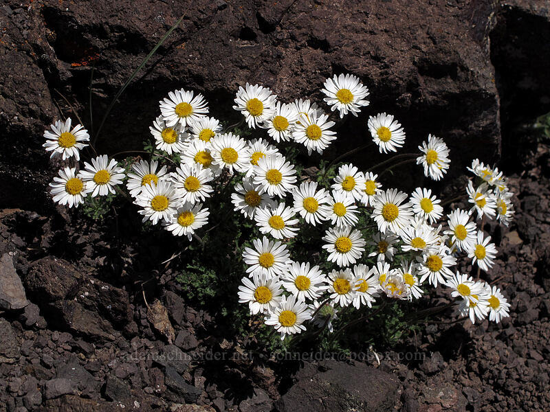 cut-leaf fleabane (Erigeron compositus) [Lake Angeles Trail, Olympic National Park, Clallam County, Washington]