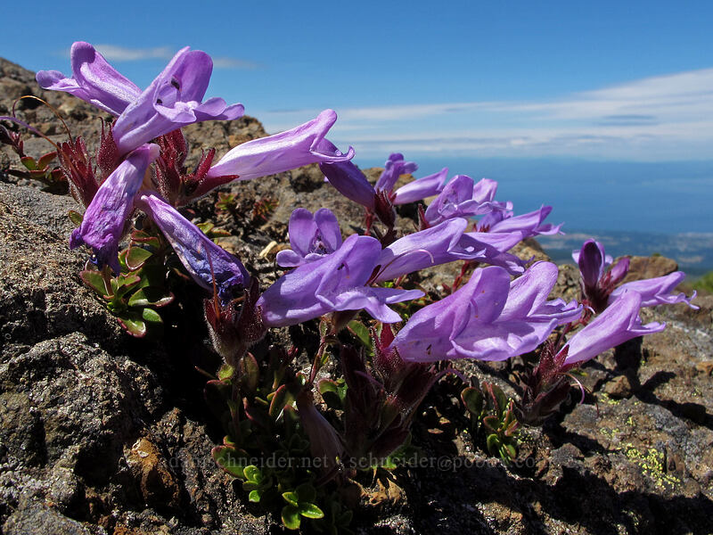 Davidson's penstemon (Penstemon davidsonii) [Lake Angeles Trail, Olympic National Park, Clallam County, Washington]
