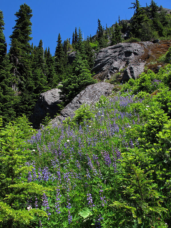 lupine & Sitka valerian (Lupinus latifolius, Valeriana sitchensis) [Lake Angeles Trail, Olympic National Park, Clallam County, Washington]