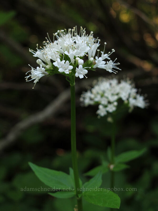 Sitka valerian (Valeriana sitchensis) [Lake Angeles Trail, Olympic National Park, Clallam County, Washington]