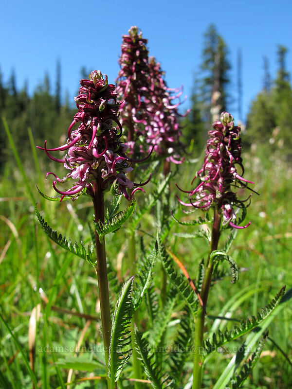 elephant's-head lousewort (Pedicularis groenlandica) [Lake Angeles Trail, Olympic National Park, Clallam County, Washington]