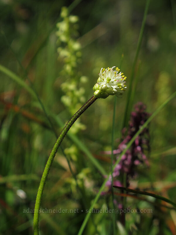 western false asphodel (Triantha occidentalis ssp. brevistyla (Tofieldia glutinosa var. brevistyla)) [Lake Angeles Trail, Olympic National Park, Clallam County, Washington]