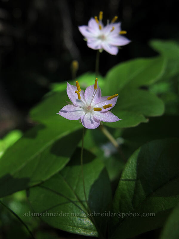 Pacific starflower (Lysimachia latifolia (Trientalis borealis ssp. latifolia)) [Lake Angeles Trail, Olympic National Park, Clallam County, Washington]