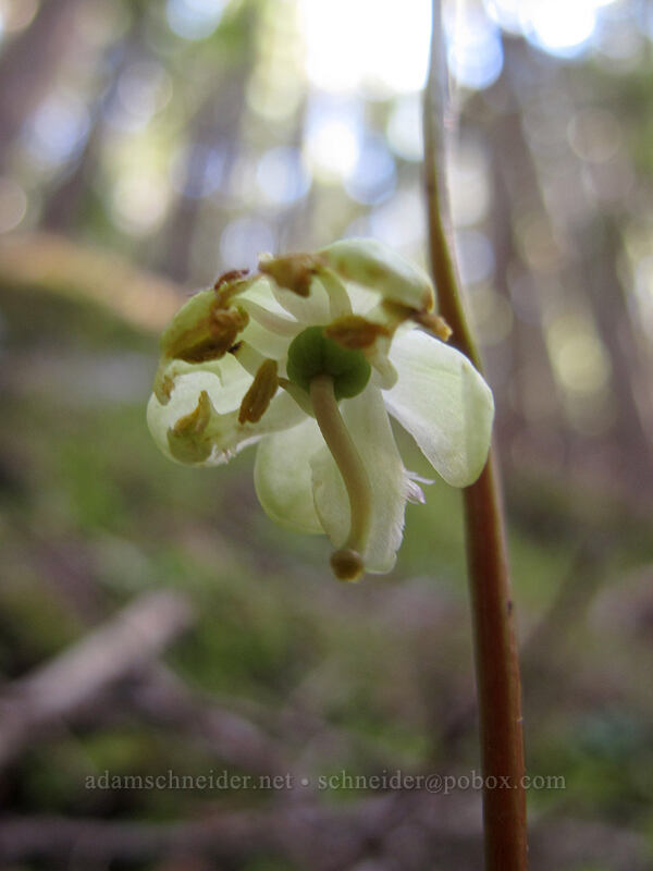 green-flowered wintergreen (Pyrola chlorantha) [Lake Angeles Trail, Olympic National Park, Clallam County, Washington]