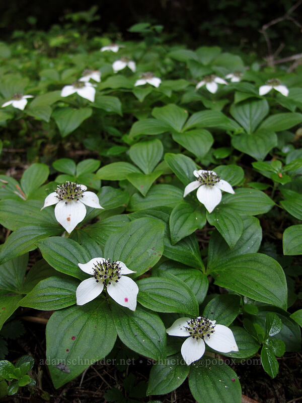 bunchberry flowers (Cornus unalaschkensis (Cornus canadensis)) [Lake Angeles Trail, Olympic National Park, Clallam County, Washington]