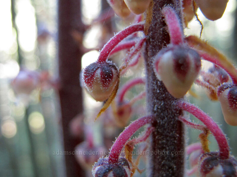 pinedrops close-up (Pterospora andromedea) [Lake Angeles Trail, Olympic National Park, Clallam County, Washington]
