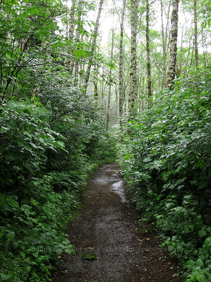 salmonberry thicket (Rubus spectabilis) [Saddle Mountain Trail, Clatsop County, Oregon]