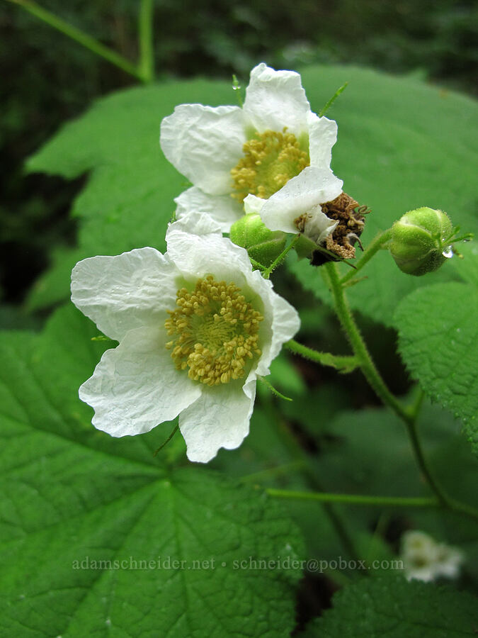 thimbleberry flowers (Rubus parviflorus) [Saddle Mountain Trail, Clatsop County, Oregon]