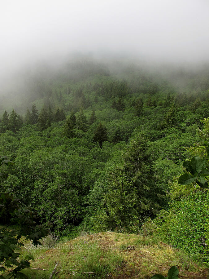 marine layer [Saddle Mountain Trail, Clatsop County, Oregon]