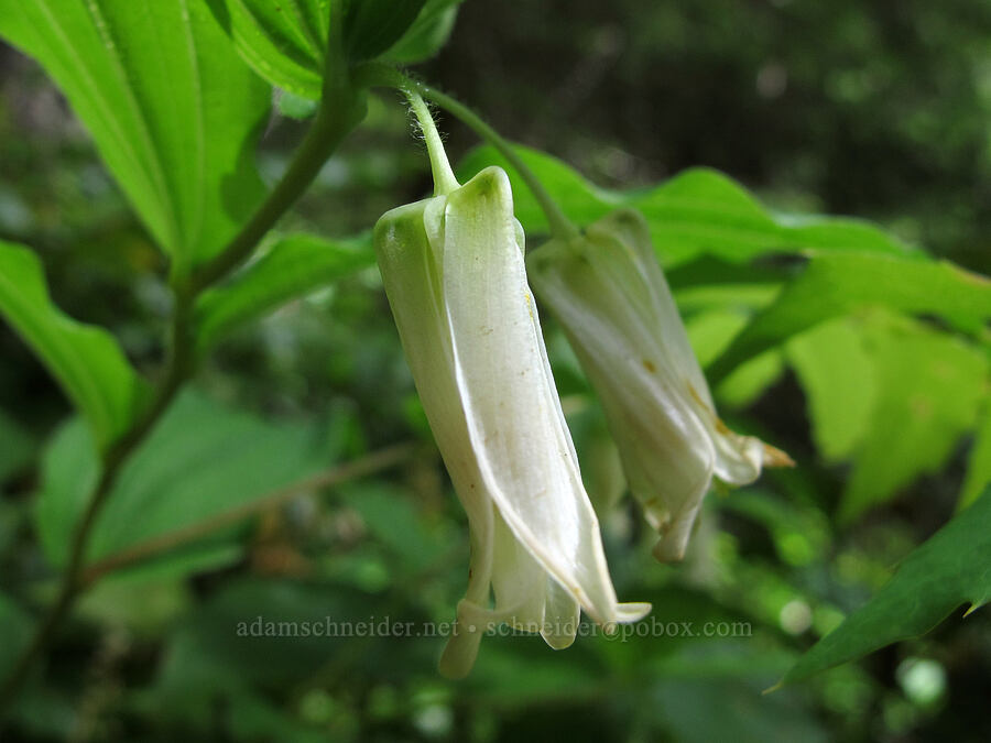 Smith's fairy bells (Prosartes smithii (Disporum smithii)) [Saddle Mountain Trail, Clatsop County, Oregon]