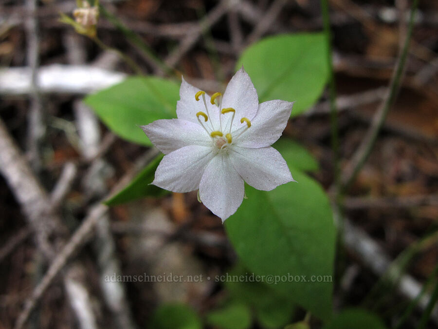 Pacific starflower (Lysimachia latifolia (Trientalis borealis ssp. latifolia)) [Saddle Mountain Trail, Clatsop County, Oregon]