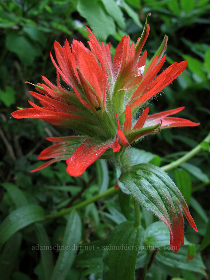 paintbrush (Castilleja sp.) [Saddle Mountain Trail, Clatsop County, Oregon]